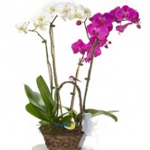 Orchid Garden Of Delight